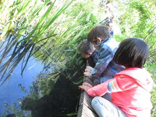 Der Blick in den Teich